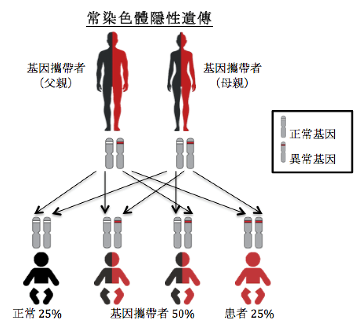 常染色體隱性遺傳圖解