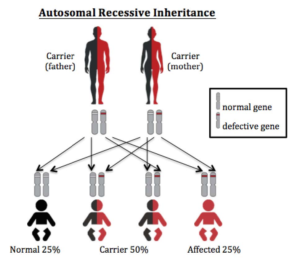 Autosomal recessive inheritance diagram