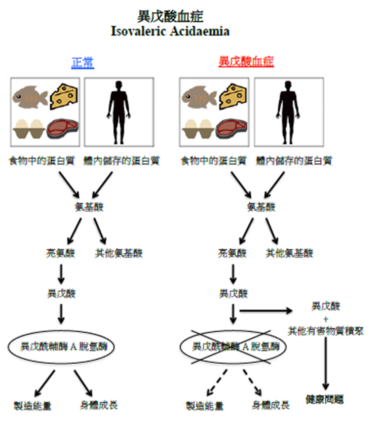 異戊酸血症圖解