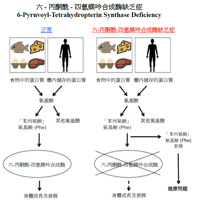 六-丙酮酰-四氫蝶呤合成酶缺乏症圖解