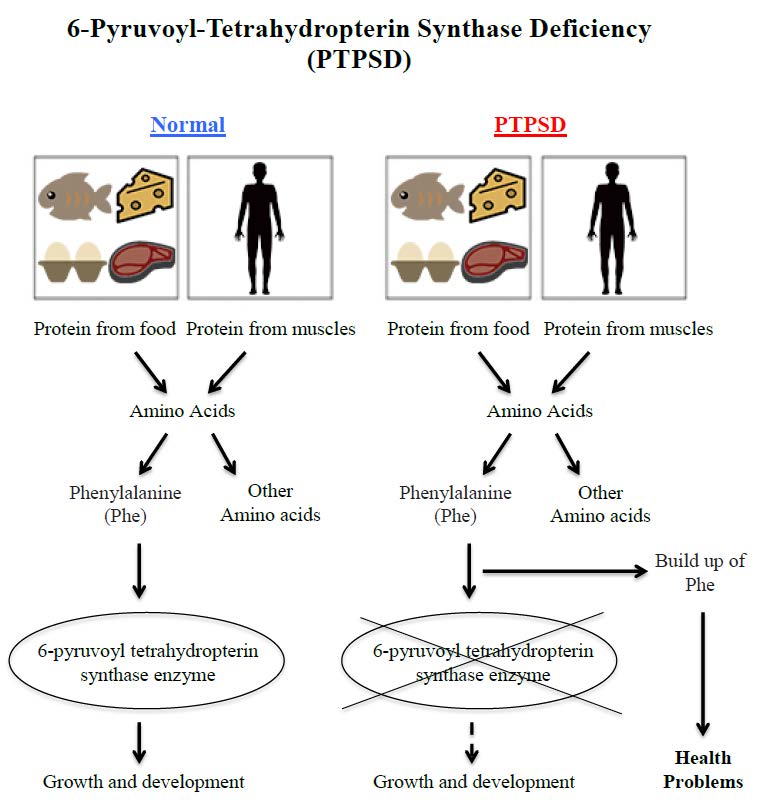 6-Pyruvoyl-Tetrahydropterin Synthase Deficiency diagram