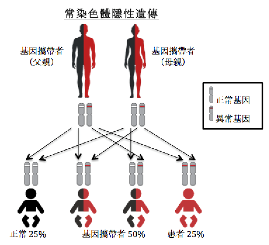 常染色體隱性遺傳圖解