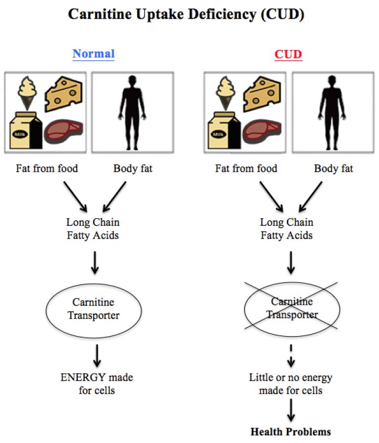 Carnitine Uptake Deficiency diagram