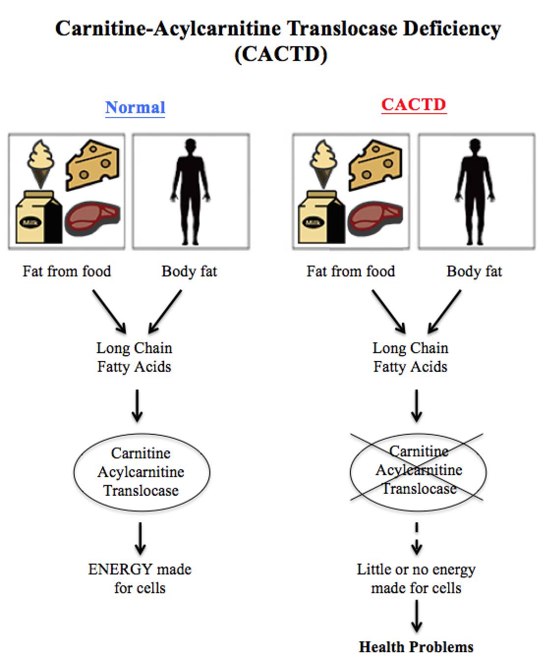 Carnitine-acylcarnitine translocase deficiency diagram