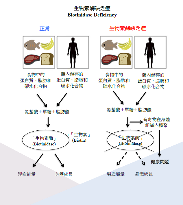 生物素酶缺乏症圖解