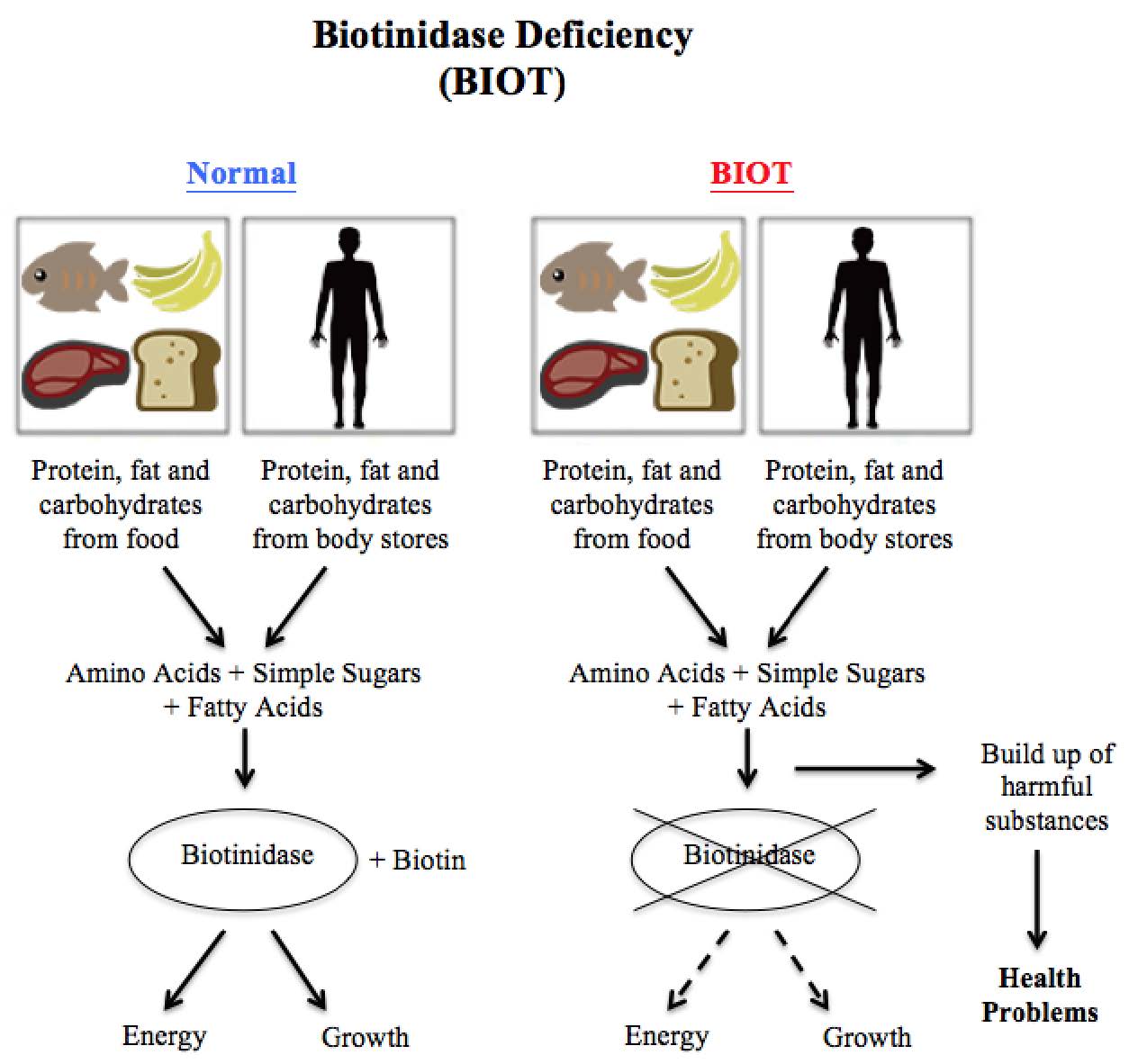 Biotinidase deficiency diagram