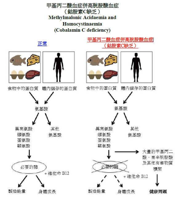 甲基丙二酸血症及高胱胺酸血症（鈷胺素C缺乏）圖解