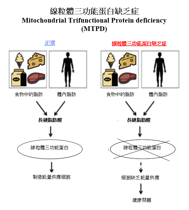 線粒體三功能蛋白缺乏症圖解